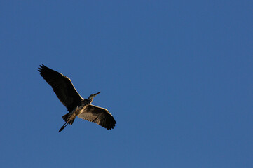 Grey heron (Ardea cinerea) in flight