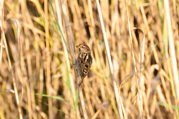 Sparrow perching on the grass blade