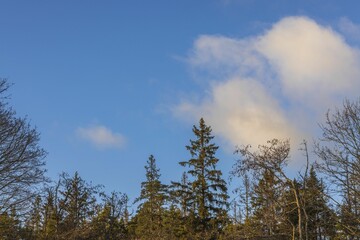 Gorgeous view of blue sky with white clouds over tops of forest trees on spring day. Sweden.