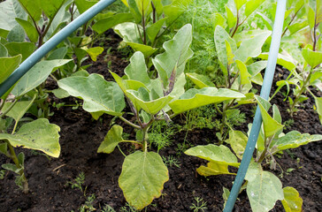 Close-up of growing young eggplant seedlings in a greenhouse under arcs for a normal microclimate and a large harvest