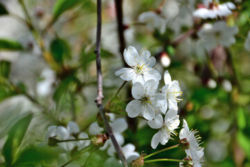 branch of cherry tree with white flowers isolated in shadow of the garden, macro 