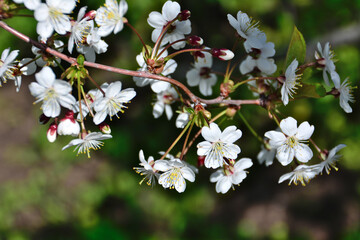 branch of cherry tree with white flowers isolated in sunny day, macro  