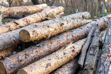 cut pine trees in the forest. piled of logs. timber wood industry concept