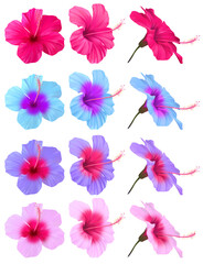 Fototapeta na wymiar Set of hibiscus flowers isolated on white background. Tropical flowers. Exotic, large bright flowers