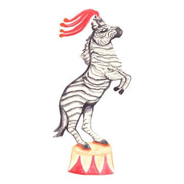 zebra circus trained platform performer jumping on stage view profile watercolor illustration isolated drawing