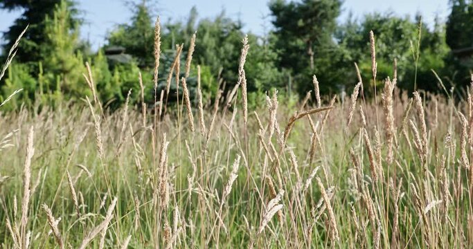 Gently swaying stalks of mature grasses during summer breezes.