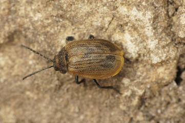 Closeup on the brown plant parasite leaf beetle , Galeruca pomonae  sitting on a stone