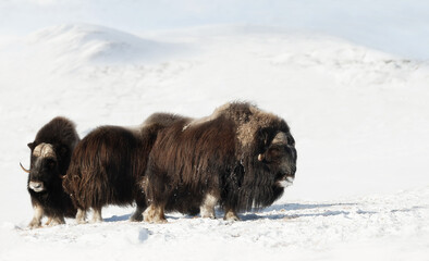 Group of Musk Oxen in Dovrefjell mountains in winter