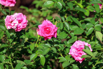 ピンク色の薔薇の花