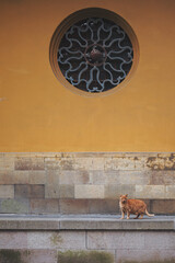 cat under the circle window of chinese temple