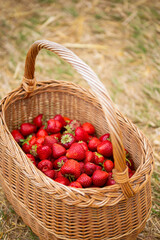 Fototapeta na wymiar Harvesting strawberries on the farm. Strawberries in a basket