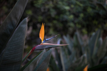 Take a moment to appreciate the little things in life, like the intricate details of this stunning Bird of Paradise flower. This close-up shot showcases the beauty and uniqueness of this tropical plan