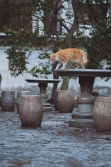 cat on the table in garden