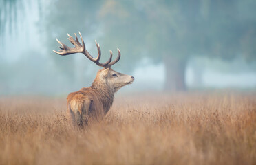 Red deer stag in the morning mist