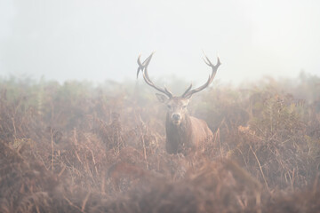 Red deer stag in the morning mist in autumn