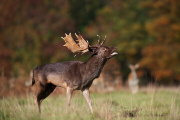 Fallow deer stag during rutting season