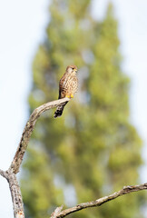 Common kestrel perched on a tree branch against green background