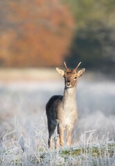 Close up of a young Fallow deer in winter