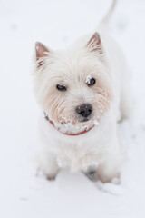 Pies na śniegu , West Highland white terrier.