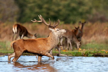 Red deer stag walking in water during rutting season