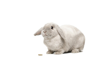 Gray lop-eared rabbit sits on a white background. In front of him is dry food for rabbits.