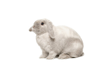 Gray lop-eared rabbit sits on a white background.
