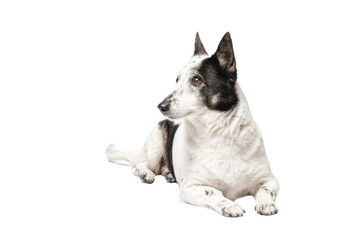 Black and white dog, lies on a white background and looks to the side. Isolate.