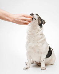 The dog is fed from the hand, she is very surprised and opens her eyes wide. Isolate on a white background.