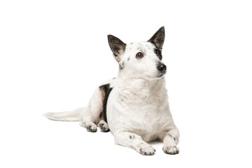 Black and white dog, lies on a white background and looks to the side. Isolate on a white background.