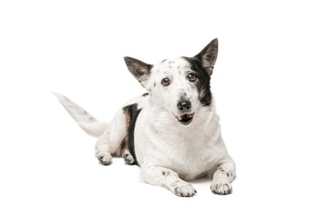 A black and white dog lies on a white background and looks into the camera. Isolate on white background.