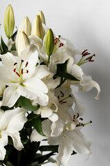 White lilies on a white background close-up