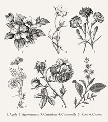 Botany. Set vintage medical realistic isolated flowers herbs. Nature baroque Drawing engraving sketch retro. Vector background victorian Illustration. Apple Agrostemma Carnation Chamomile Roses Croton © Наталья Лобенко