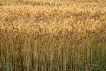 Triticale grain field, view of stalks and ears without sky
