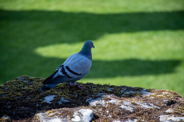 Feral pigeon at Warkworth Castle in Northumberland, UK