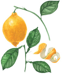 Botanical watercolor illustration. Fresh yellow lemon