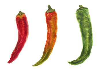 Chili pepper. Watercolor botanical illustration of three  hot pepper fruits
