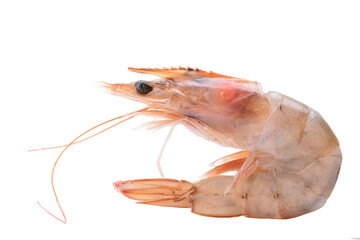 Shrimp on white isolated