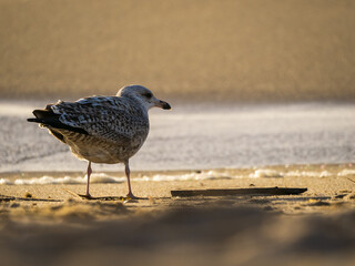 Möwe am Strand im Sonnenuntergang