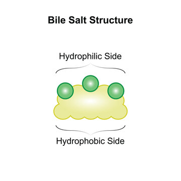 Scientific Designing of Bile Salt Structure. Vector Illustration.