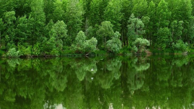 The forest on the bank of the river is reflected in the water and the seagulls fly over the water, 4k