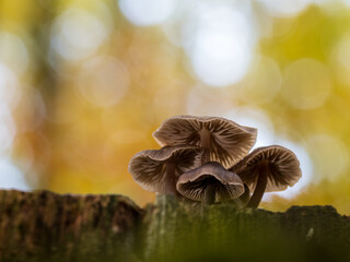 Pilze mit schönem Bokeh