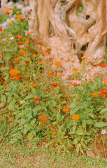 flowers in the garden