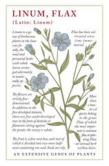 Linum, Flax. Beautiful blooming realistic isolated blue flowers. Vintage greeting invitation card. Frame, label. Drawing engraving Freehand. Floral medical nature. Vector stock victorian illustration