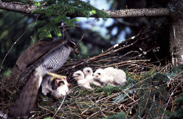 Goshawk, Astore (Accipiter gentilis)