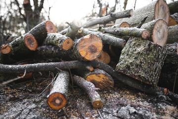 many cut trees in the forest for firewood