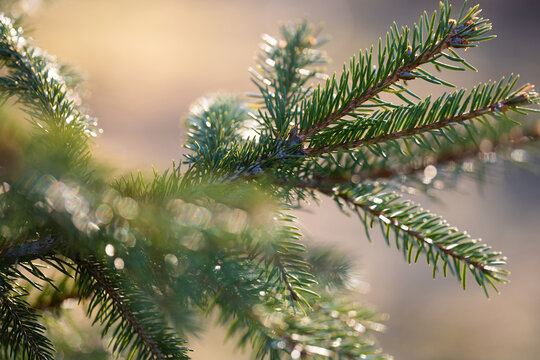 a branch of a coniferous tree against the light