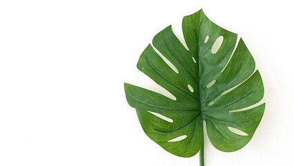 Obraz premium Monstera with a white background.