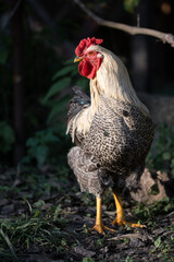 beautiful chickens and roosters outdoors in the yard.