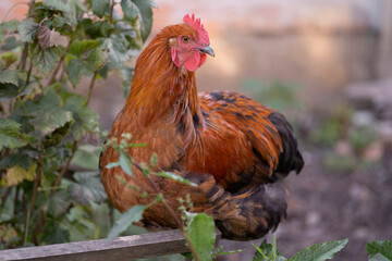 beautiful chickens and roosters outdoors in the yard.