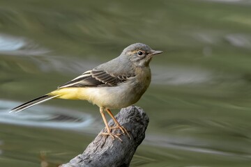 Grey wagtail /Motacilla cinerea